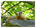 Yellow-Bellied Marmot (Marmota flaviventris) in Sequoia National Park, California, USA