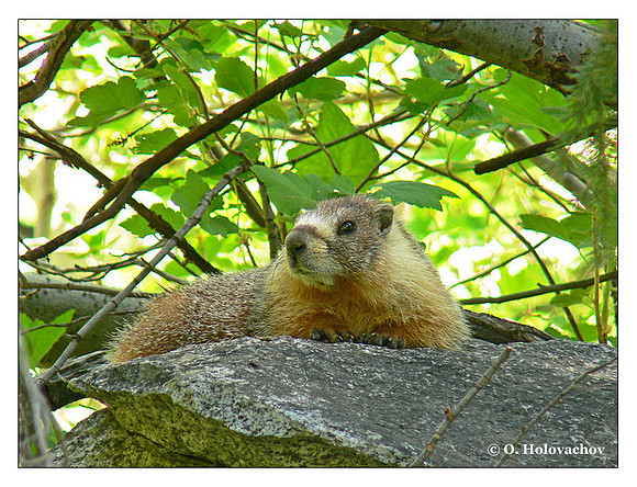 Yellow-Bellied Marmot (Marmota flaviventris) in Sequoia National Park, California, USA