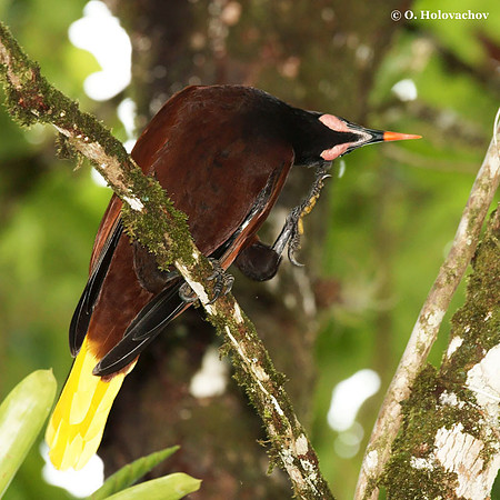 Montezuma oropendola (Psarocolius montezuma) in La Selva Reserve