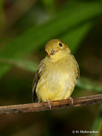 Red-capped Manakin (Pipra mentalis) female in Carara National Park