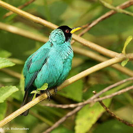 Green Honeycreeper (Chlorophanes spiza) male in La Selva Reserve
