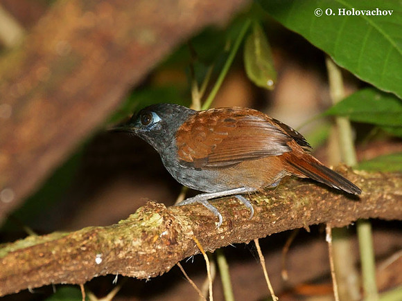 Chestnut-backed Antbird (Myrmeciza exsul) in Carara National Park