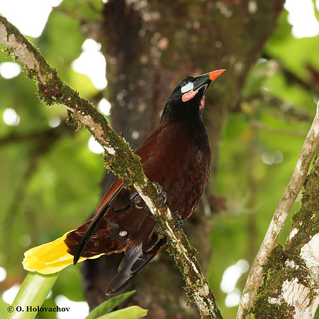 Montezuma oropendola (Psarocolius montezuma) in La Selva Reserve