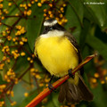 White-ringed Flycatcher (Conopias albovittatus) in La Selva Reserve