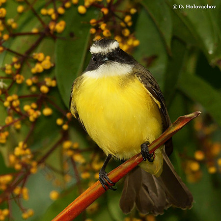 White-ringed Flycatcher (Conopias albovittatus) in La Selva Reserve