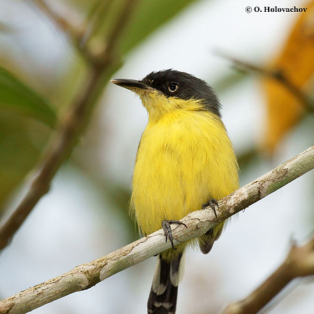 Common Tody-Flycatcher (Todirostrum cinereum) in La Selva Reserve