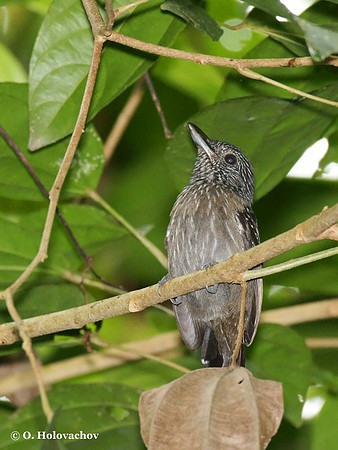 Black-hooded Antshrike (Thamnophilus bridgesi) female in Carara National Reserve