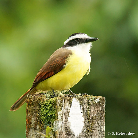 Great Kiskadee (Pitangus sulphuratus) in La Selva Reserve