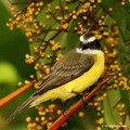 White-ringed Flycatcher (Conopias albovittatus) in La Selva Reserve