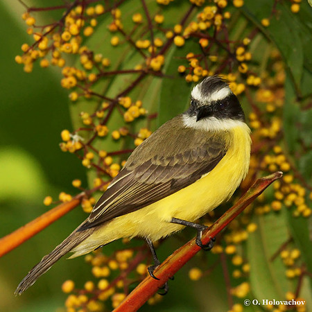White-ringed Flycatcher (Conopias albovittatus) in La Selva Reserve