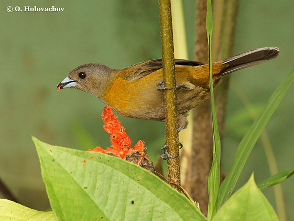 Passerini's Tanager (Ramphocelus passerini) female in La Selva Reserve