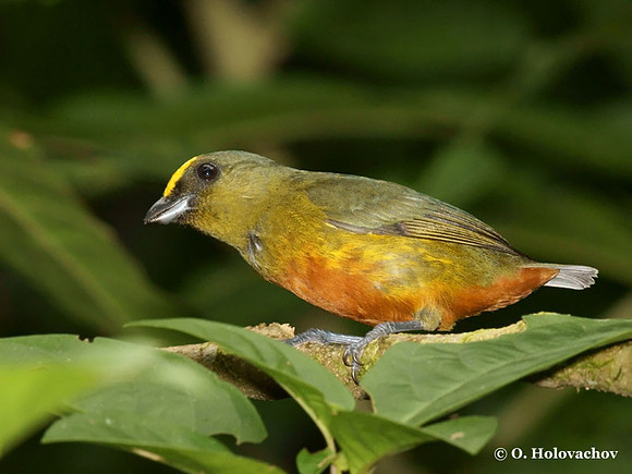 Olive-backed Euphonia (Euphonia gouldi) male in La Selva Reserve