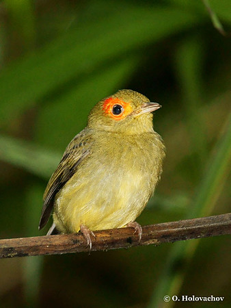 Red-capped Manakin (Pipra mentalis) female in Carara National Park