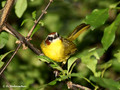 Rufous-capped Warbler (Basileuterus rufifrons) in the Inbioparque, Heredia