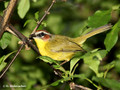 Rufous-capped Warbler (Basileuterus rufifrons) in the Inbioparque, Heredia