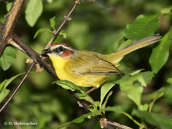 Rufous-capped Warbler (Basileuterus rufifrons) in the Inbioparque, Heredia