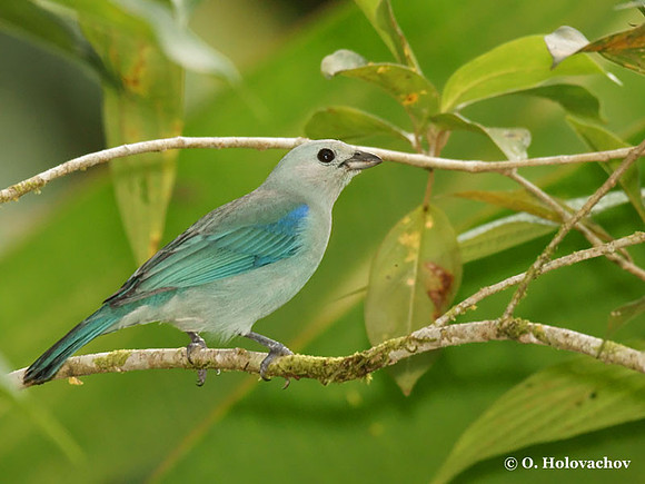 Blue-gray Tanager (Thraupis episcopus) in La Selva Reserve