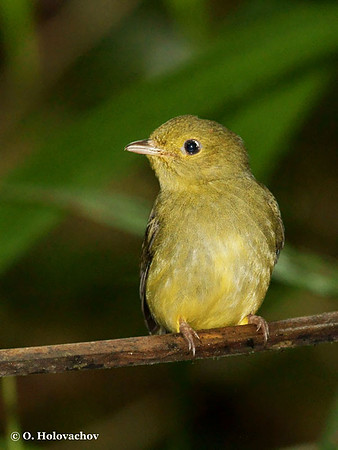 Red-capped Manakin (Pipra mentalis) female in Carara National Park