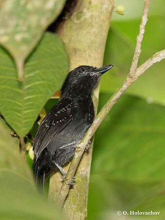 Black-hooded Antshrike (Thamnophilus bridgesi) male in Carara National Reserve