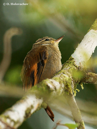 Plain Xenops (Xenops minutus) in La Selva Reserve