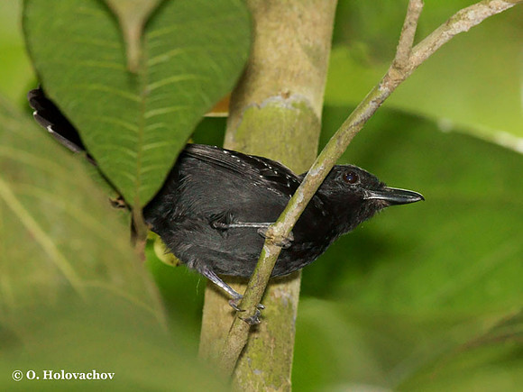 Black-hooded Antshrike (Thamnophilus bridgesi) male in Carara National Reserve