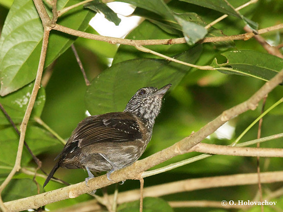 Black-hooded Antshrike (Thamnophilus bridgesi) female in Carara National Reserve