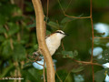 Rufous-naped Wren (Campylorhynchus rufinucha) in Palo Verde National Park