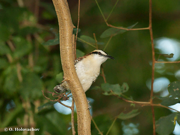 Rufous-naped Wren (Campylorhynchus rufinucha) in Palo Verde National Park
