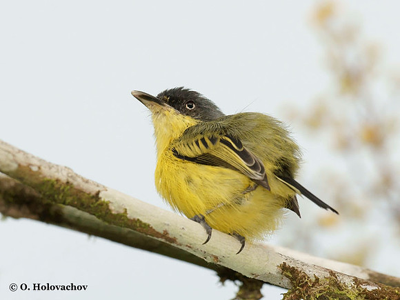 Common Tody-Flycatcher (Todirostrum cinereum) in La Selva Reserve