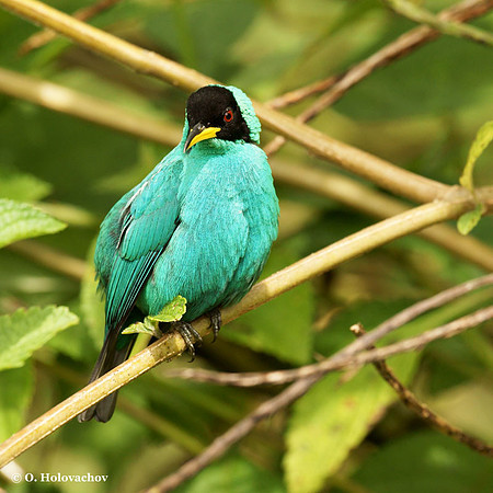 Green Honeycreeper (Chlorophanes spiza) male in La Selva Reserve