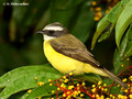 White-ringed Flycatcher (Conopias albovittatus) in La Selva Reserve