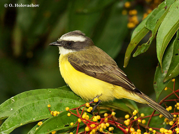 White-ringed Flycatcher (Conopias albovittatus) in La Selva Reserve