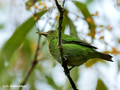 Green Honeycreeper (Chlorophanes spiza) female in La Selva Reserve