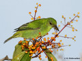 Green Honeycreeper (Chlorophanes spiza) female in La Selva Reserve