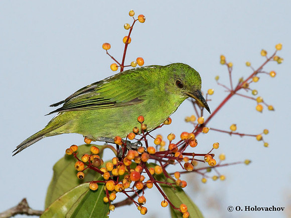 Green Honeycreeper (Chlorophanes spiza) female in La Selva Reserve