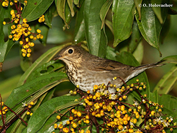 orm-data; name="title"Swainson's Thrush (Catharus ustulatus) in La Selva Reserve