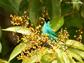 Green Honeycreeper (Chlorophanes spiza) male in La Selva Reserve