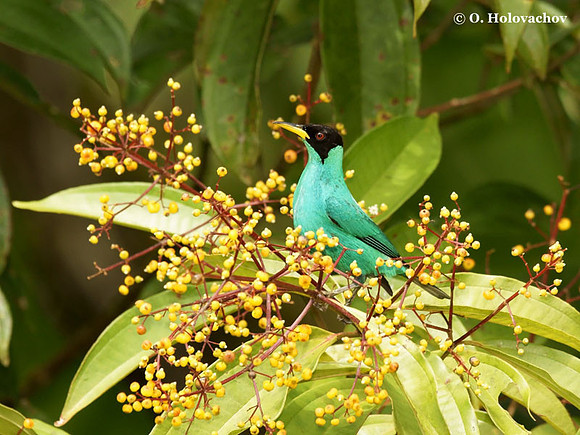 Green Honeycreeper (Chlorophanes spiza) male in La Selva Reserve