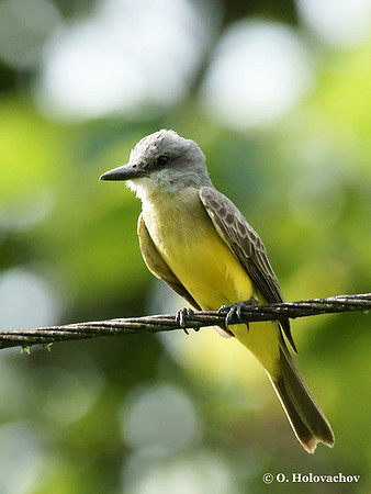 Tropical Kingbird (Tyrannus melancholicus) in Carara National Park