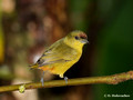 Olive-backed Euphonia (Euphonia gouldi) female in La Selva Reserve