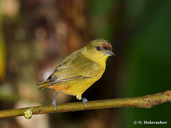 Olive-backed Euphonia (Euphonia gouldi) female in La Selva Reserve