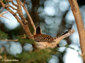 Rufous-naped Wren (Campylorhynchus rufinucha) in Palo Verde National Park