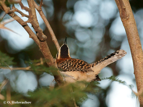 Rufous-naped Wren (Campylorhynchus rufinucha) in Palo Verde National Park