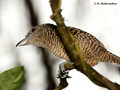 Fasciated Antshrike (Cymbilaimus latilaimus) female in La Selva Reserve