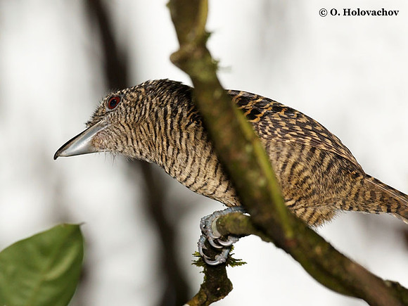 Fasciated Antshrike (Cymbilaimus latilaimus) female in La Selva Reserve
