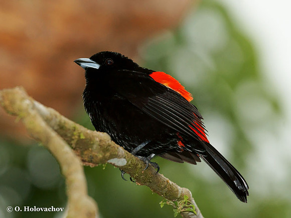 Passerini's Tanager (Ramphocelus passerini) male in La Selva Reserve