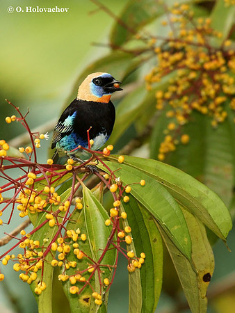 Golden-hooded Tanager (Tanagra larvata) male in La Selva Reserve