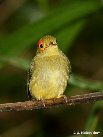Red-capped Manakin (Pipra mentalis) female in Carara National Park