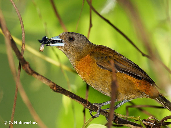 Passerini's Tanager (Ramphocelus passerini) female in La Selva Reserve
