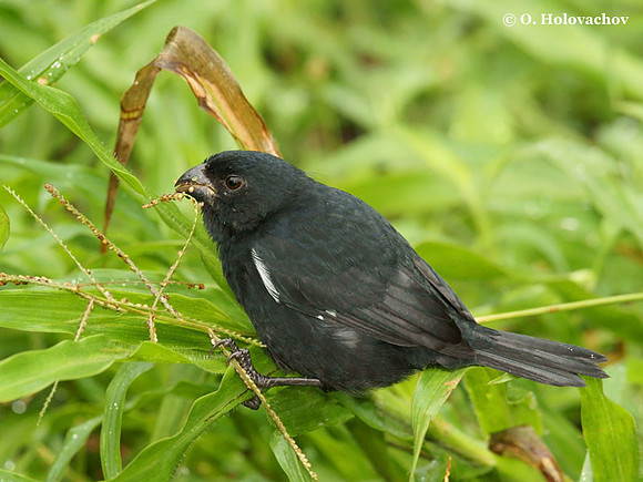 Variable Seedeater (Sporophila americana) male in La Selva Reserve